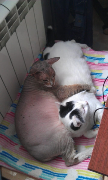 Поговорим о кошках43