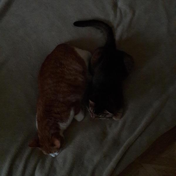 Поговорим о кошках43