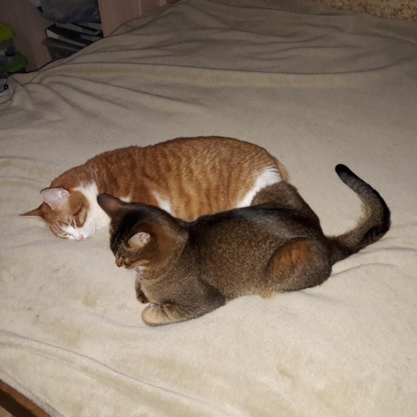 Поговорим о кошках43