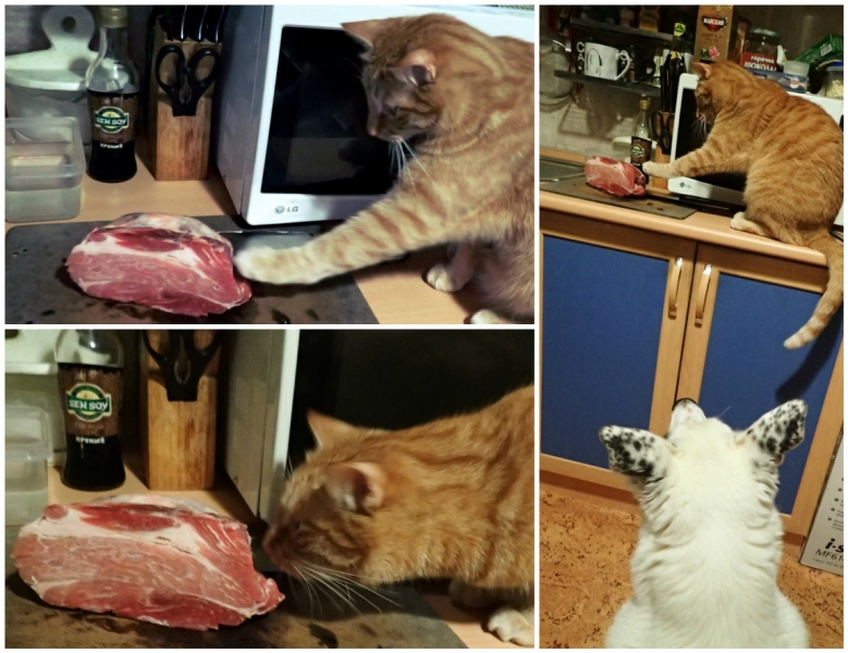 Поговорим о кошках43