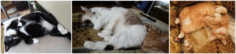 Поговорим о кошках43