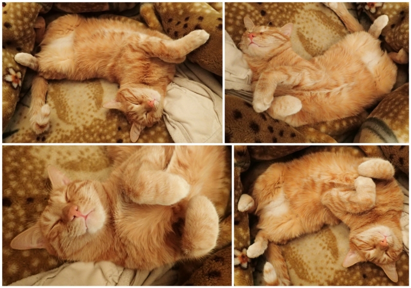 Поговорим о кошках43