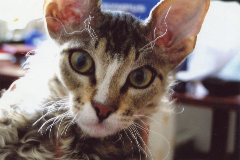 Поговорим о кошках43