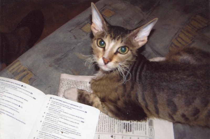 Поговорим о кошках43