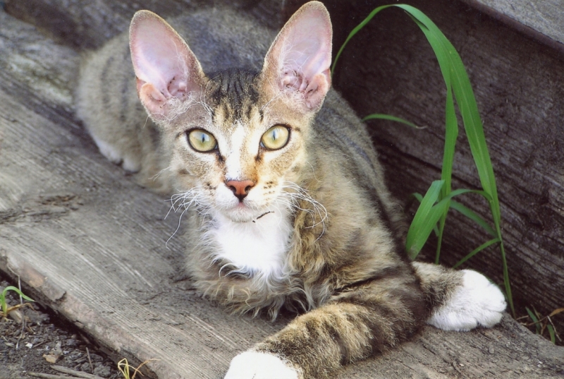 Поговорим о кошках43