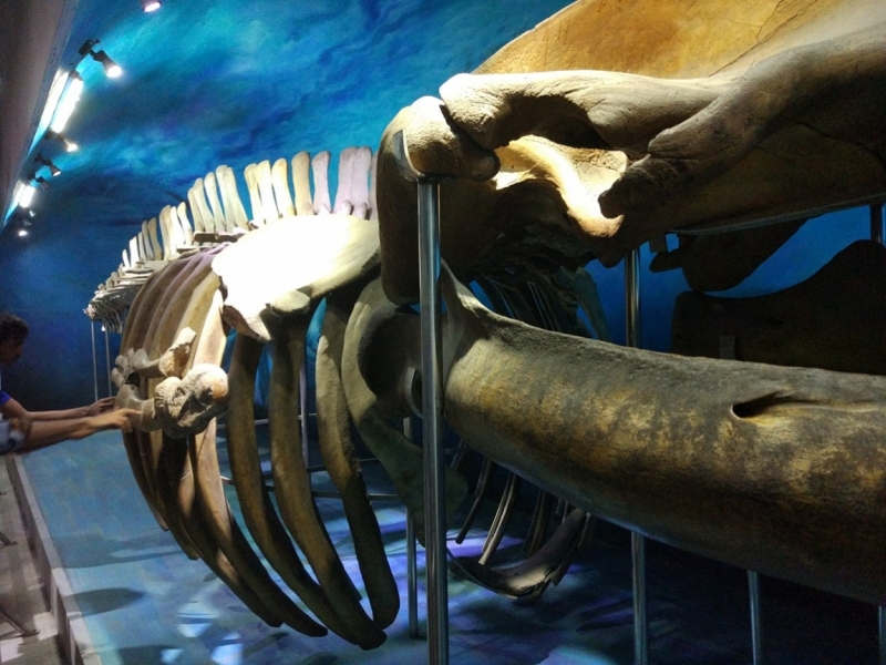 Три дня в Дакке, Бангладеш