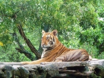 Красивый котик))