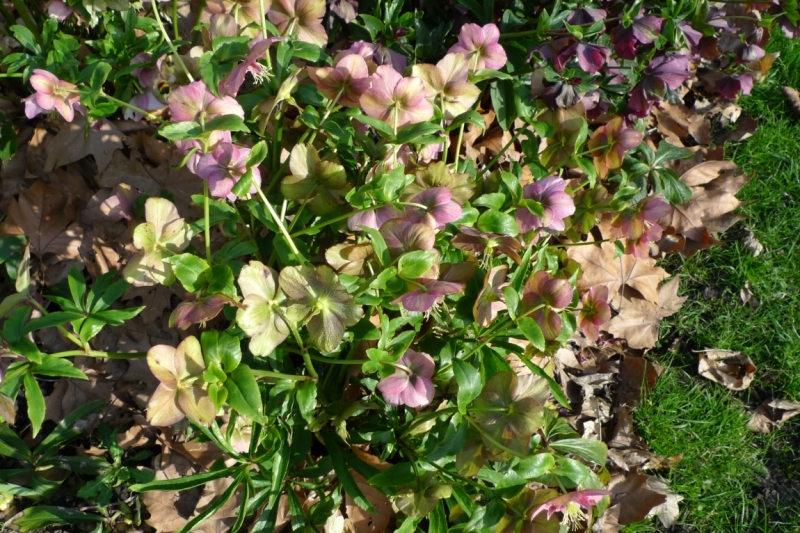 Любимые сады и парки Англии