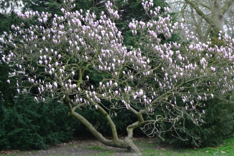 Любимые сады и парки Англии