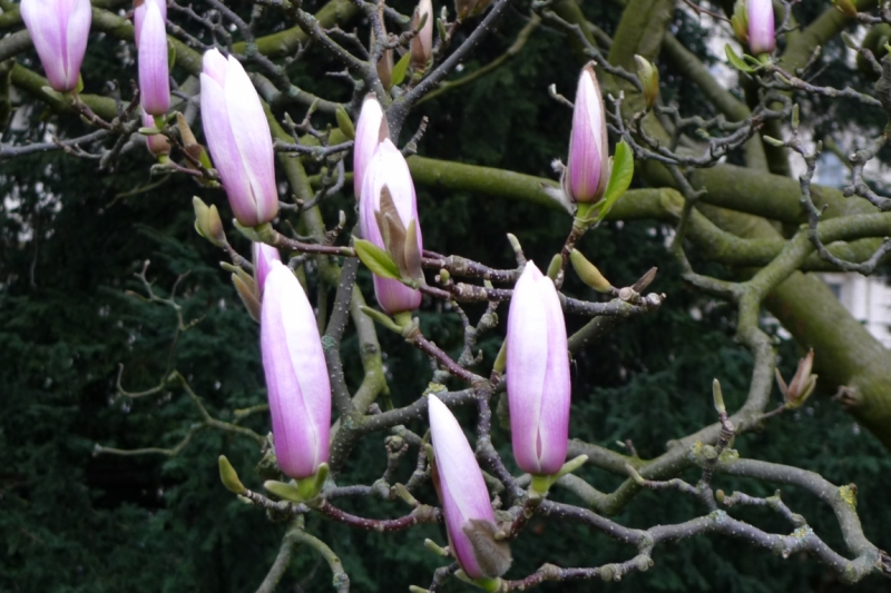 Любимые сады и парки Англии