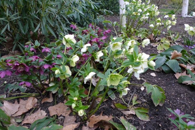 Любимые сады и парки Англии