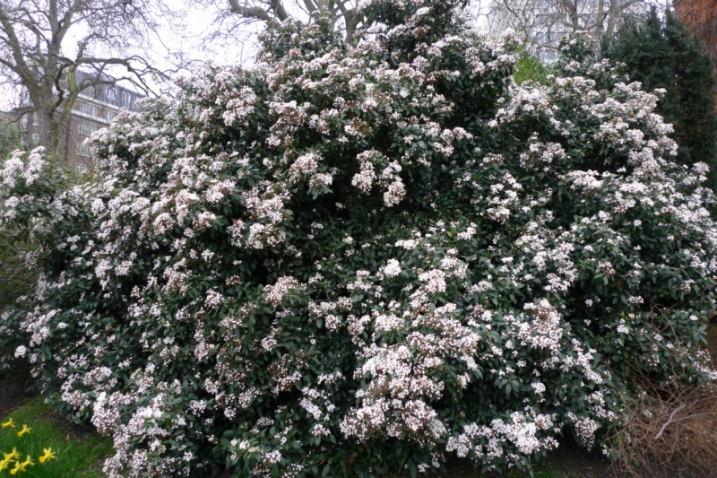 Любимые сады и парки Англии