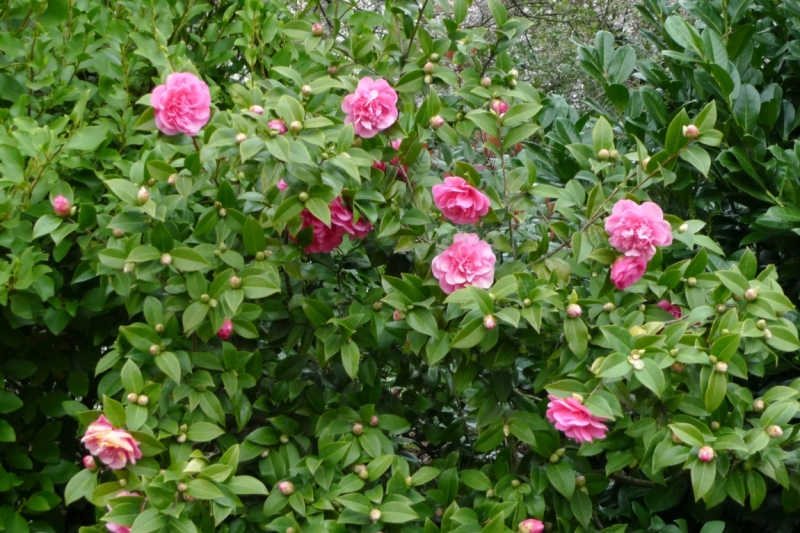 Любимые сады и парки Англии