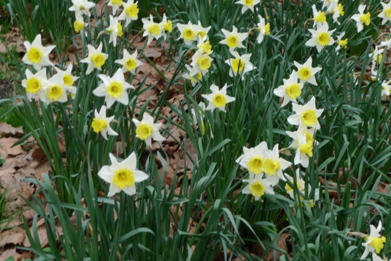 Любимые сады и парки Англии