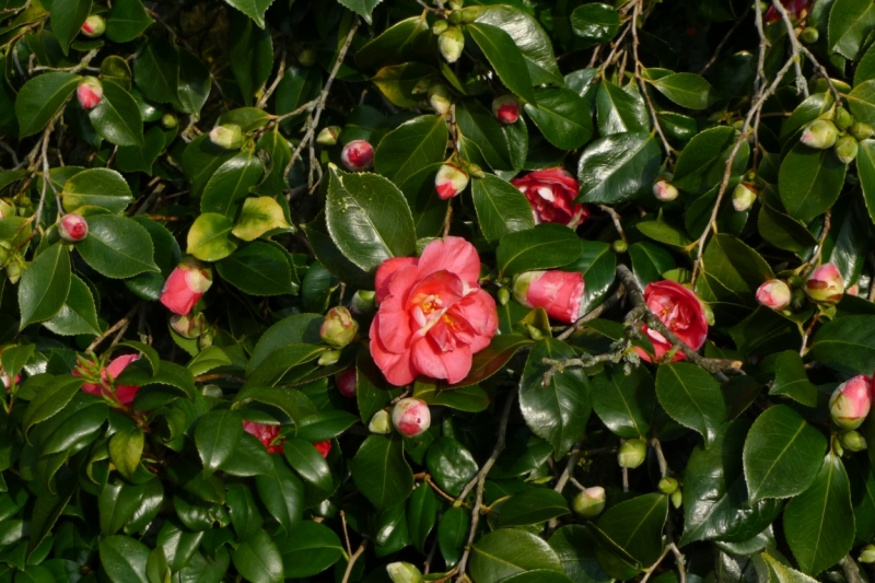 Любимые сады и парки Англии