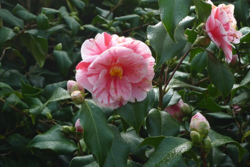 Любимые сады и парки Англии