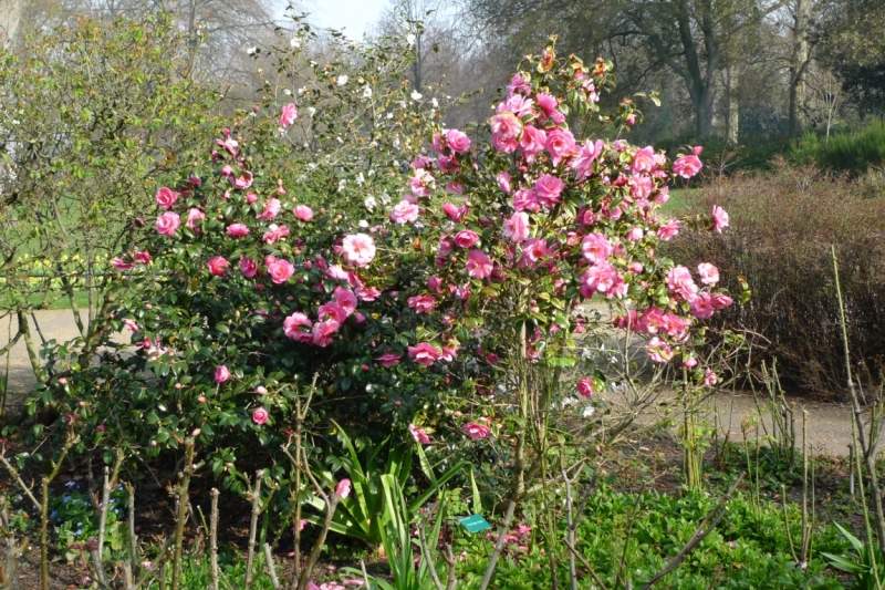 Любимые сады и парки Англии