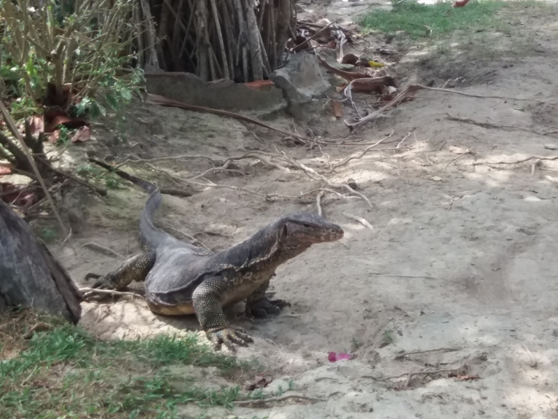 Второй заход. Наш теплый декабрь 2016 (Пхукет, Краби, Бангкок)
