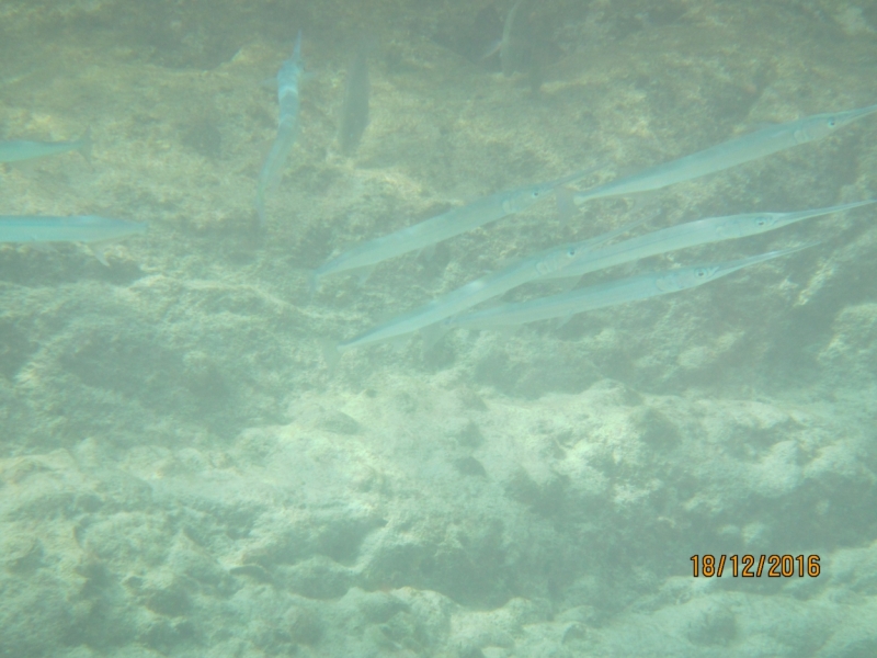 Второй заход. Наш теплый декабрь 2016 (Пхукет, Краби, Бангкок)