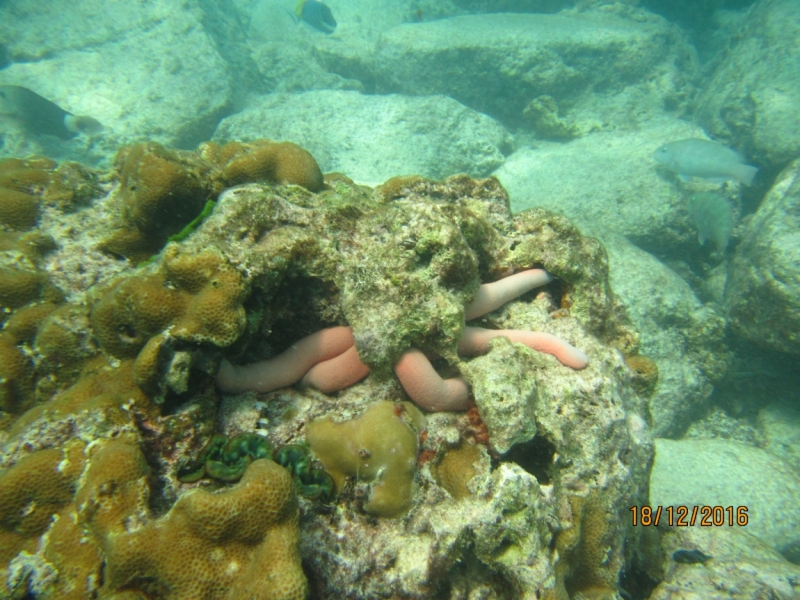 Второй заход. Наш теплый декабрь 2016 (Пхукет, Краби, Бангкок)