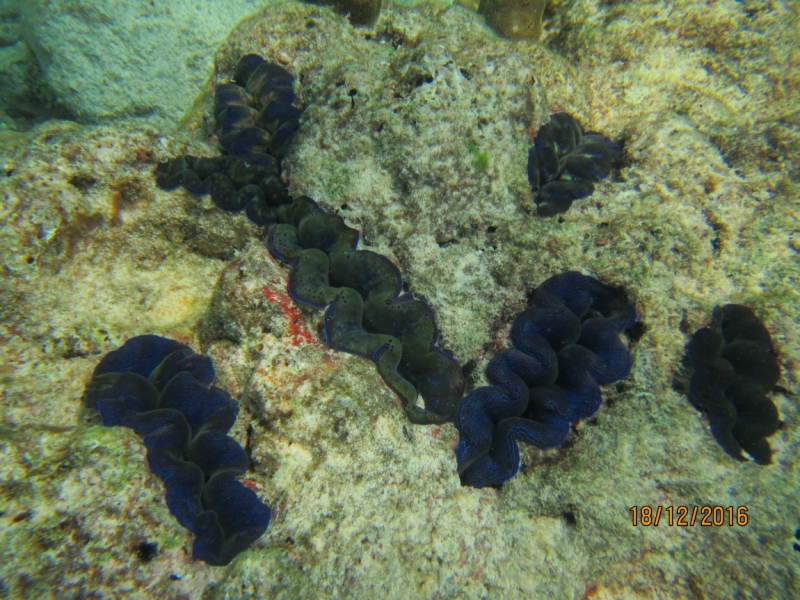 Второй заход. Наш теплый декабрь 2016 (Пхукет, Краби, Бангкок)