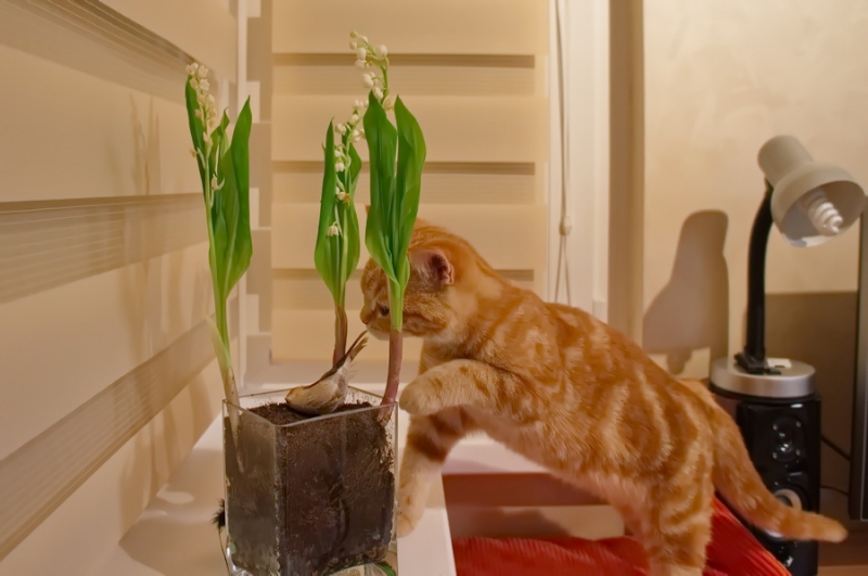 Поговорим о кошках43