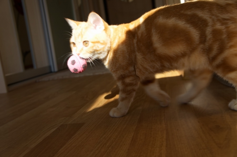 Поговорим о кошках43