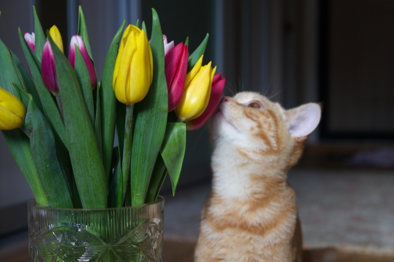 Поговорим о кошках43