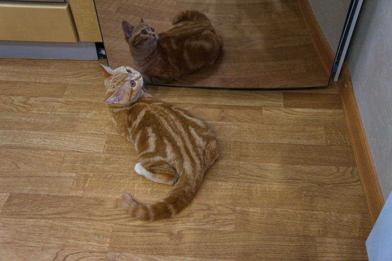 Поговорим о кошках43