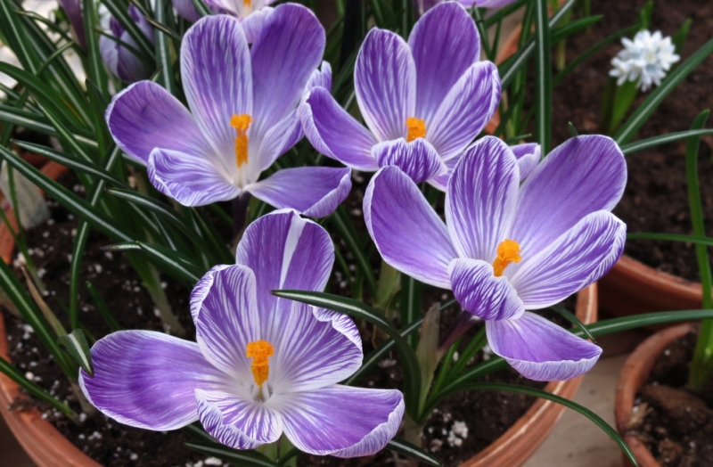 Поговорим о кошках43