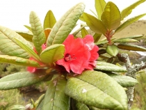 Флора Плато Хортон