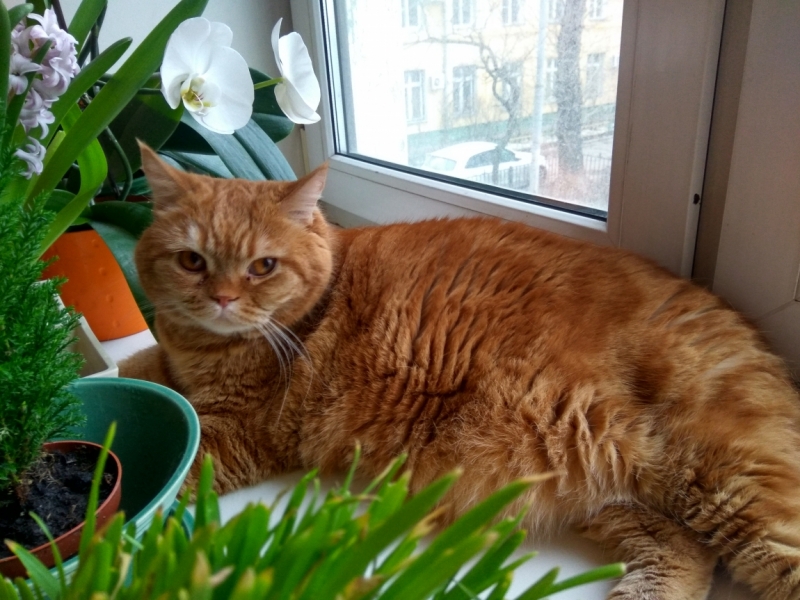 Поговорим о кошках43