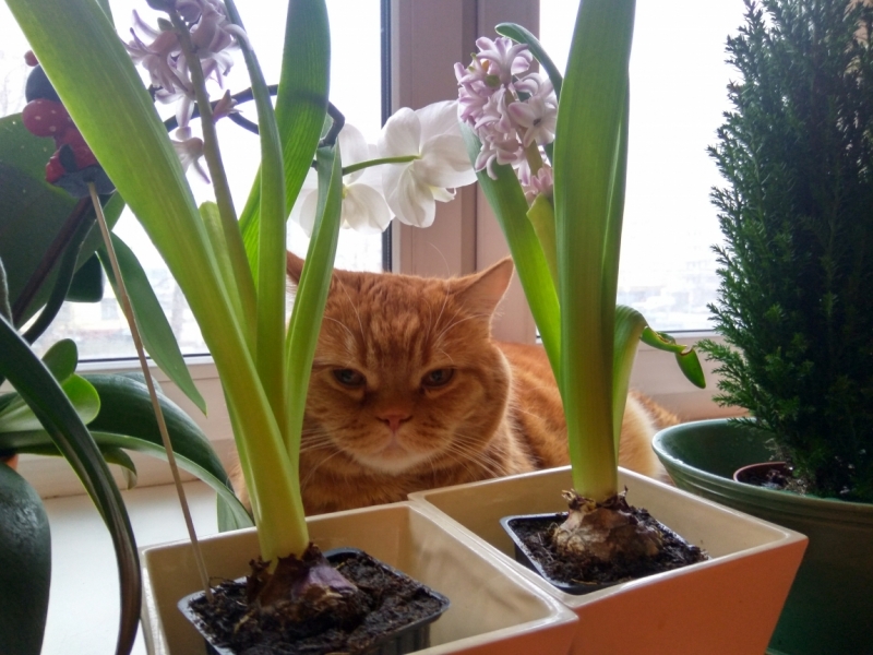 Поговорим о кошках43