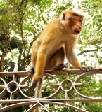 Манки-босс у Храма Зуба Будды