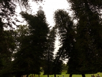 пьяные ели в королевском саду