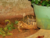 Тутти - питомица хозяина отеля