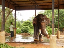 Мойка слонов