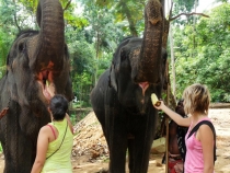 В награду - свежий ананас