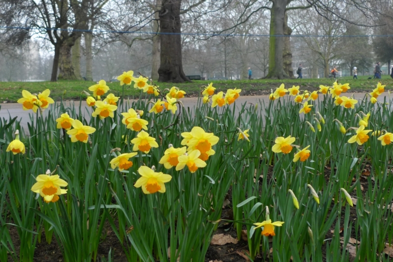 Любимые сады и парки Англии