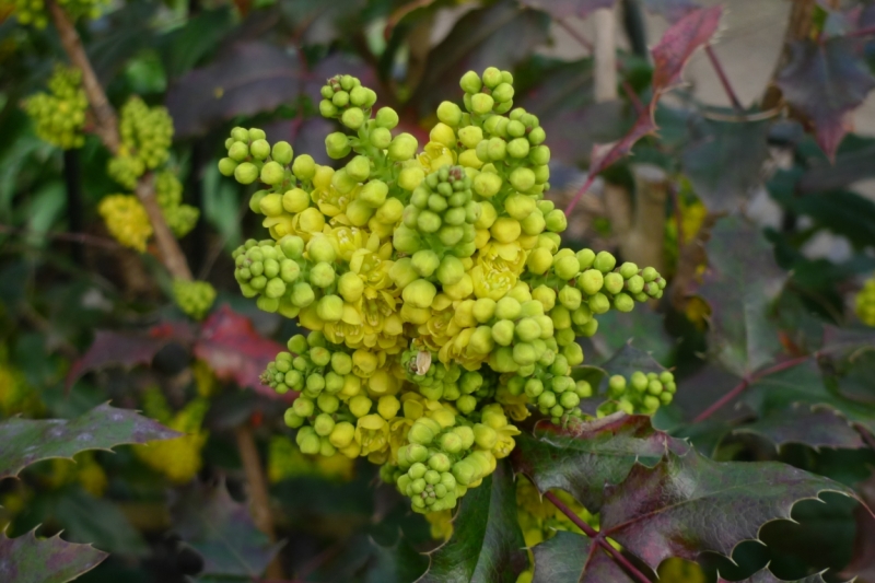 Любимые сады и парки Англии