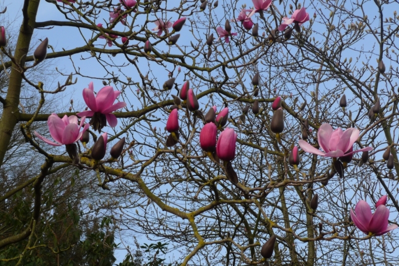 Любимые сады и парки Англии