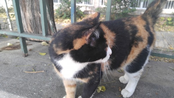 Салоники-Метеоры-Дельфы-Коринф-Афины