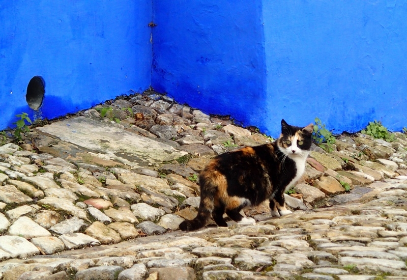 Поговорим о кошках43