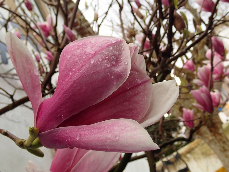 Поговорим о кошках43