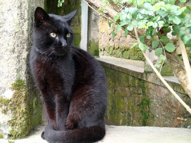 Поговорим о кошках43