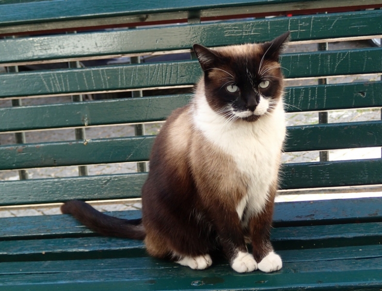 Поговорим о кошках43