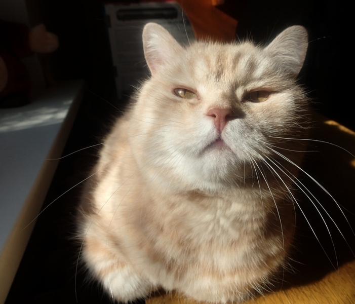 Поговорим о кошках43