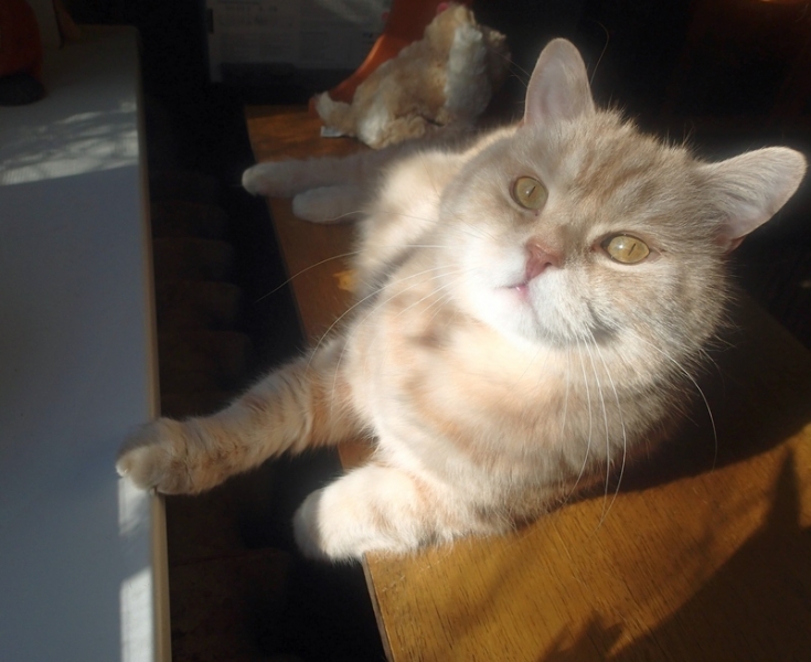 Поговорим о кошках43