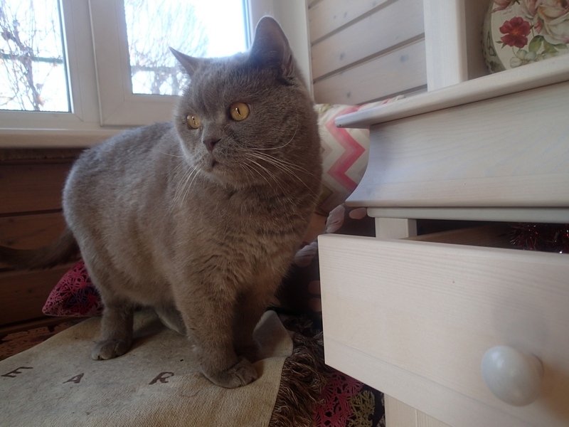 Поговорим о кошках43