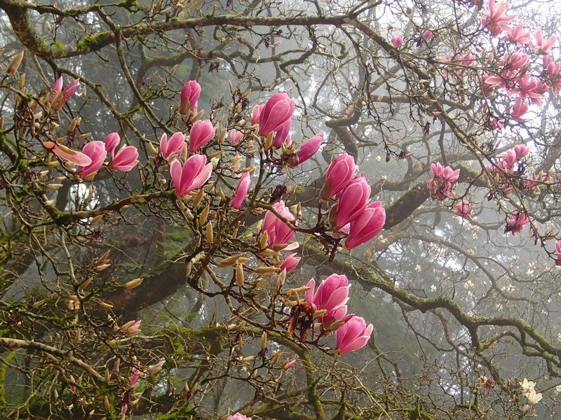 lidaOV- девушку-весну с Днём рождения!!!